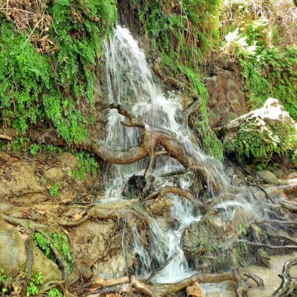 The roots of the trees look like they are clinging and climbing up the waterfall preview