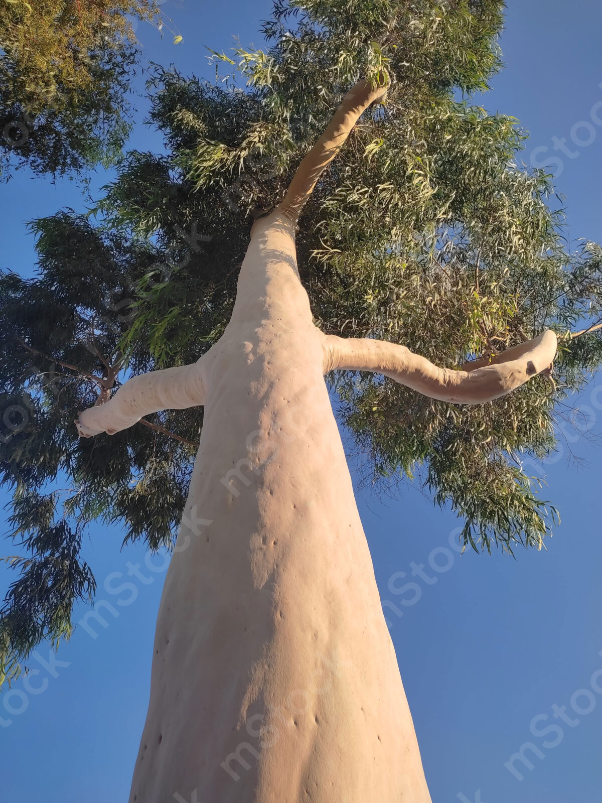 The tree of faith, its roots in the ground and its hands in prayer to the sky