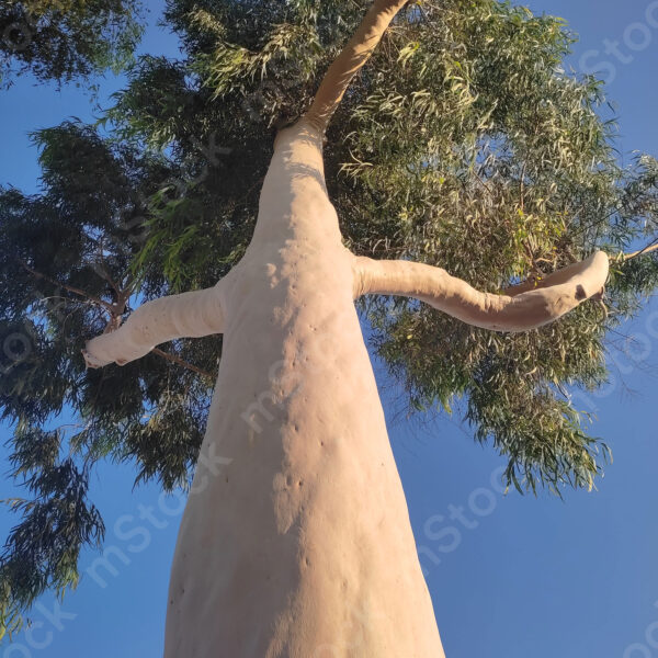 The tree of faith, its roots in the ground and its hands in prayer to the sky