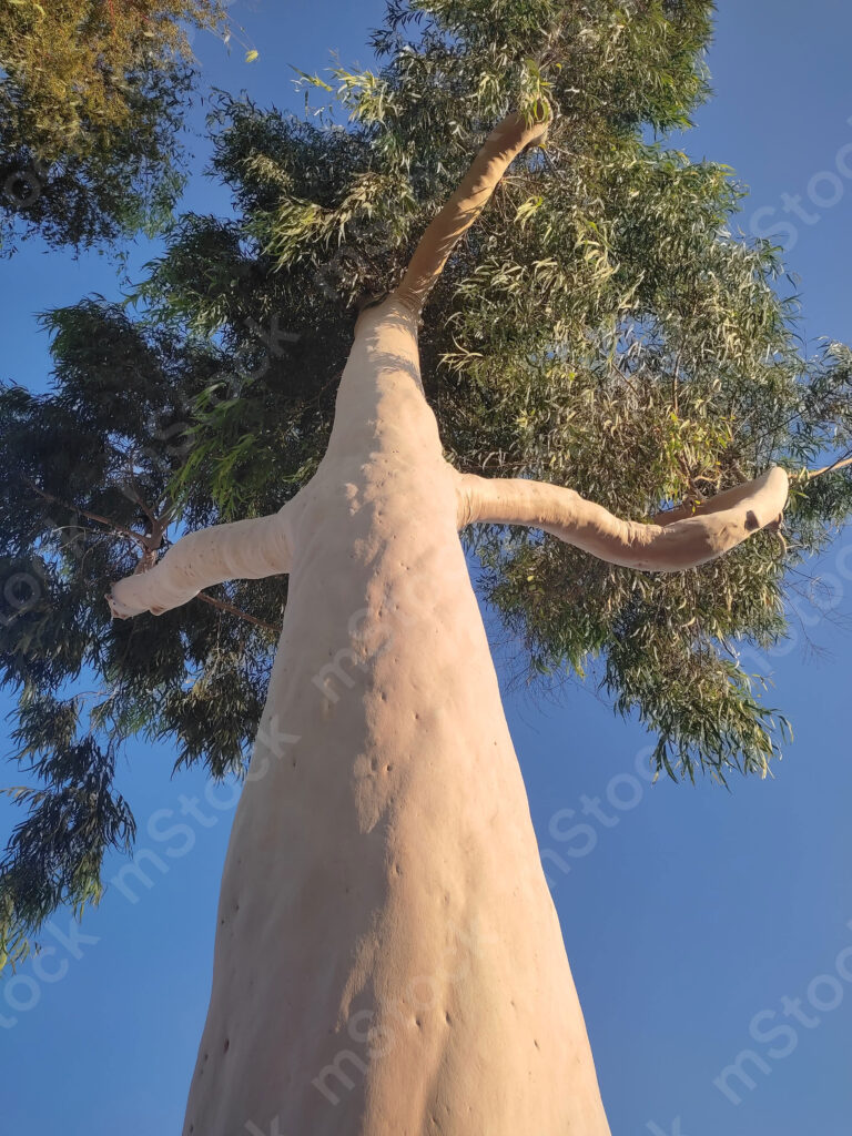 The tree of faith, its roots in the ground and its hands in prayer to the sky