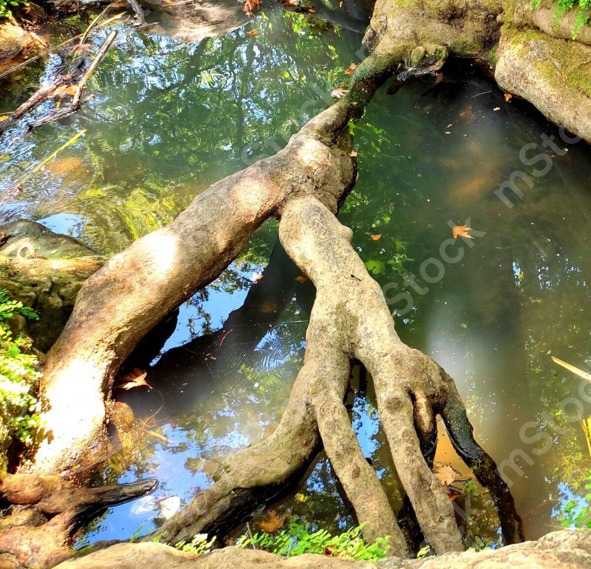 The wisdom of life and the creativity of the trees, created bridges of roots over the pool of water preview