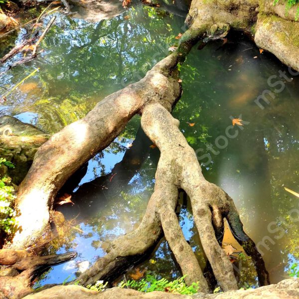 The wisdom of life and the creativity of the trees, created bridges of roots over the pool of water preview