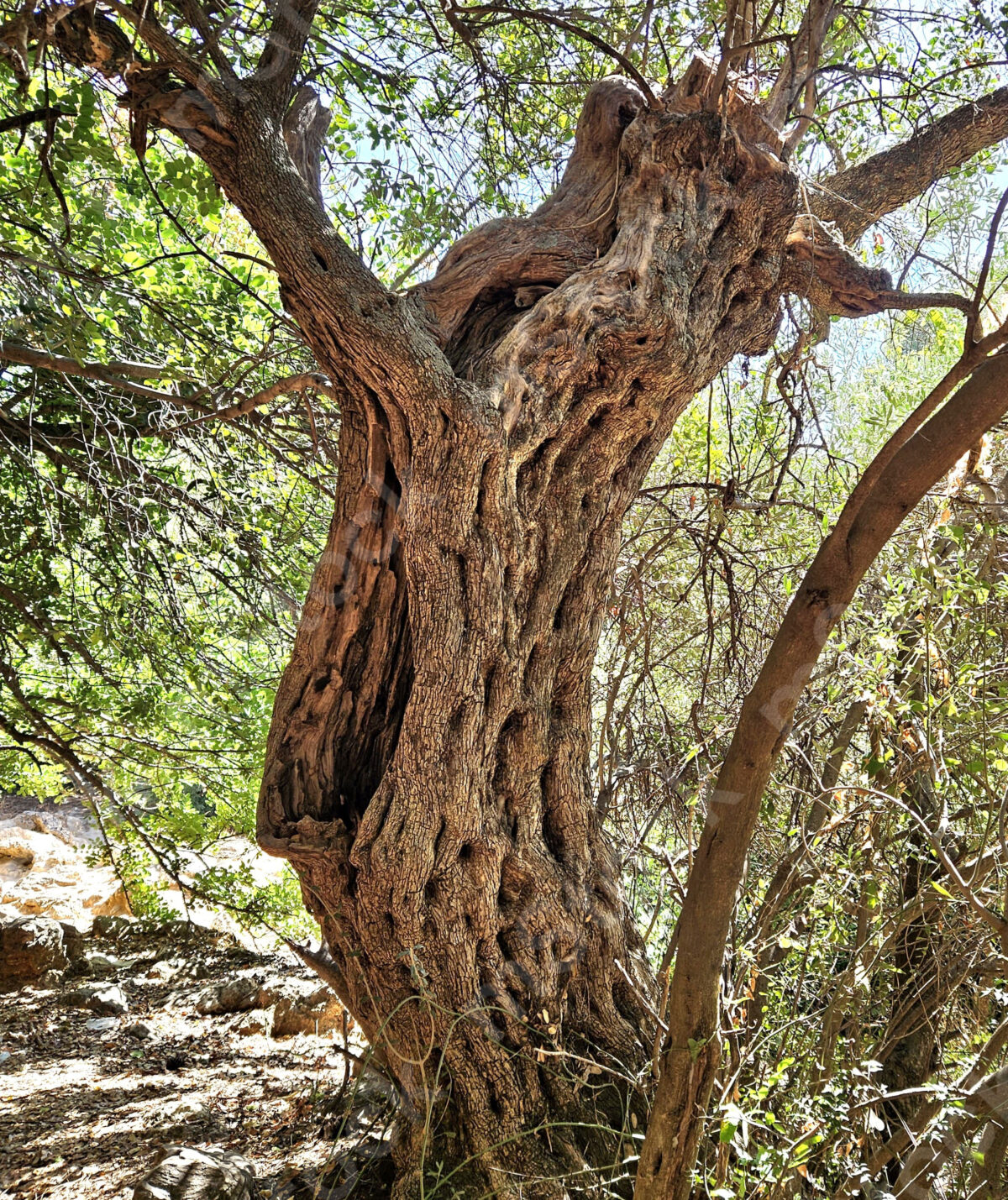 This olive tree has a special personality preview