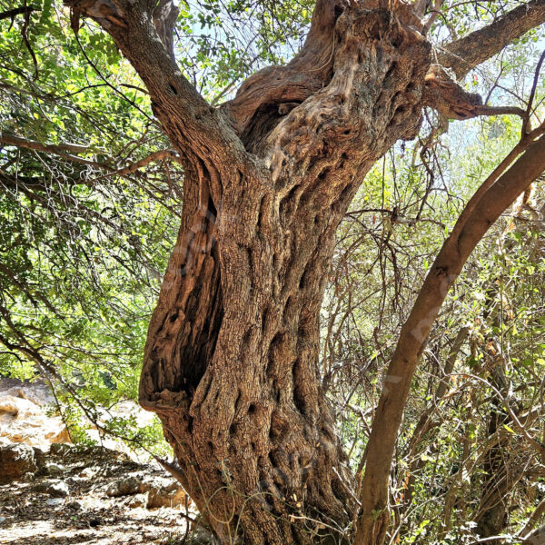 This olive tree has a special personality preview