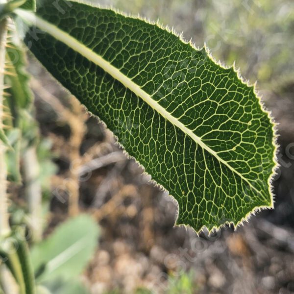 A network of arteries like a work of art in the leaf of the compass plant preview