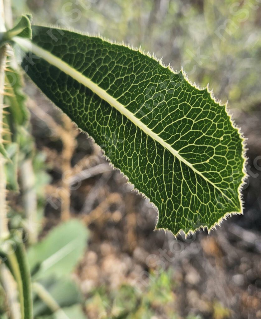 A network of arteries like a work of art in the leaf of the compass plant preview