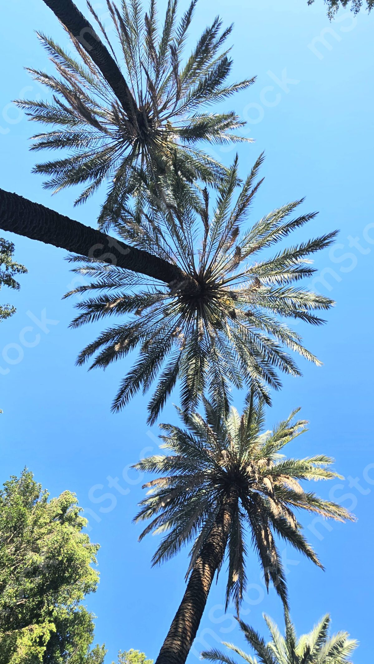 Date trees seen from below