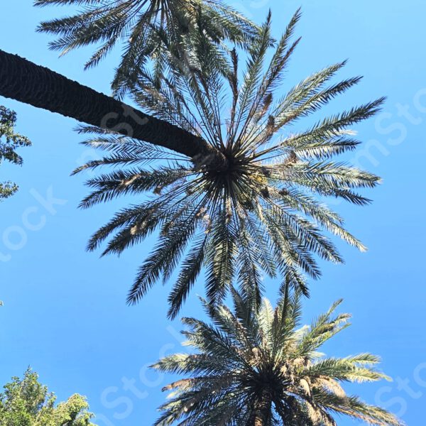 Date trees seen from below