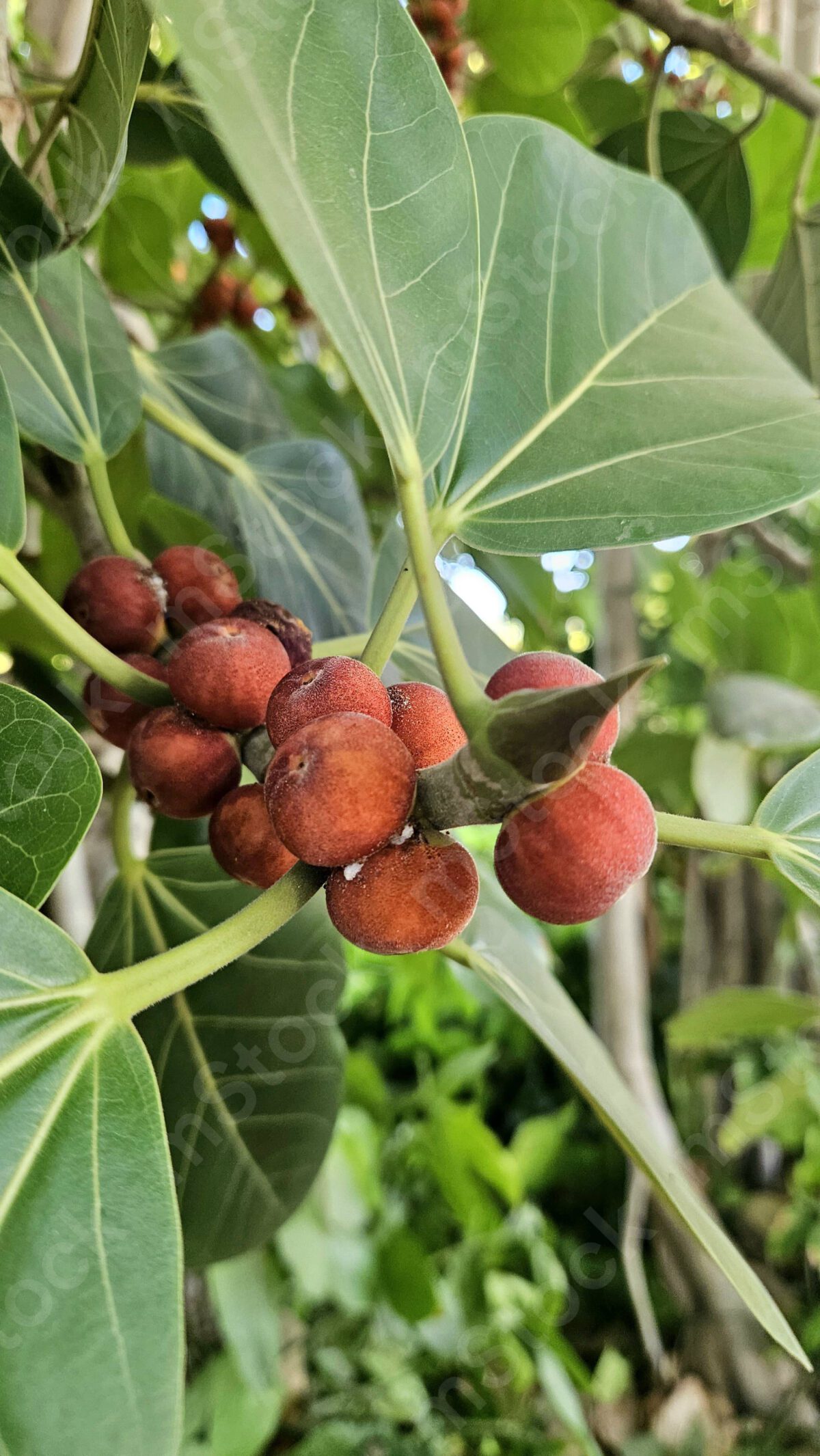 The fruits of the Bengal ficus tree