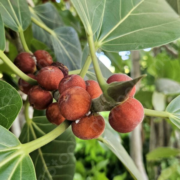 The fruits of the Bengal ficus tree