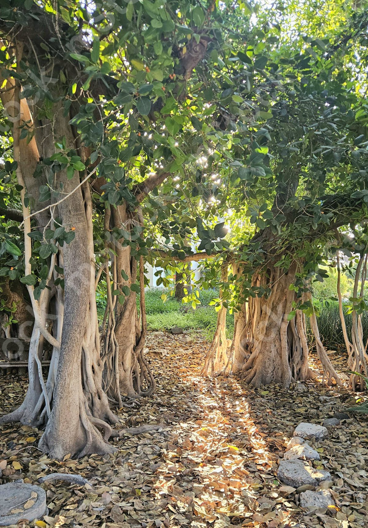 The roots of the Bengali ficus tree are woven together and a magical gate is created