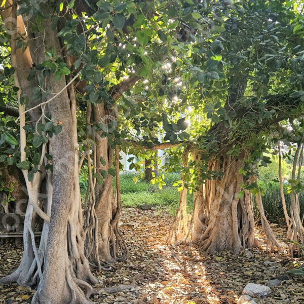 The roots of the Bengali ficus tree are woven together and a magical gate is created